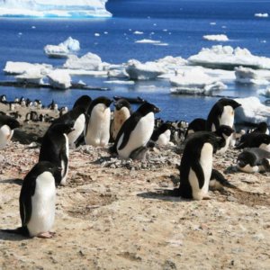 Adelie Penguins
