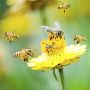 bees!
