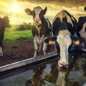 Dairy Farm