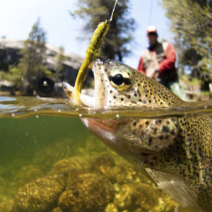 Gone Fishing