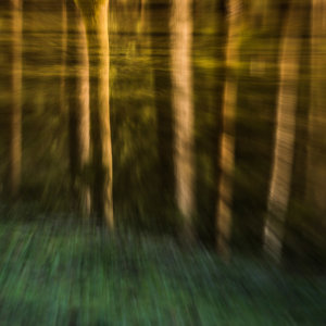 Environmental Rights Sustainability Forest