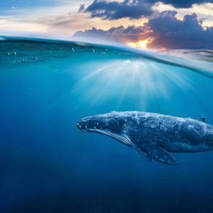 Sustainability World Wildlife Foundation