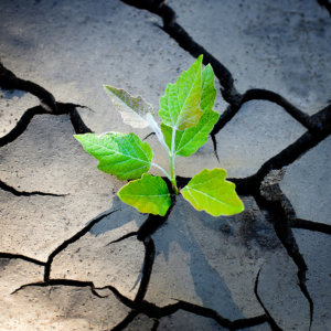 Strategy Business Resilience
