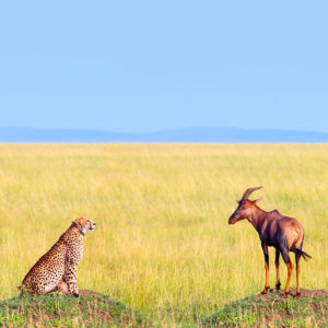 Agility Information Technology Alignment Adaptive Response Strategy